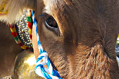 Kuh Nahaufnahme Kuh Nahaufnahme