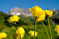 Sommerblumen