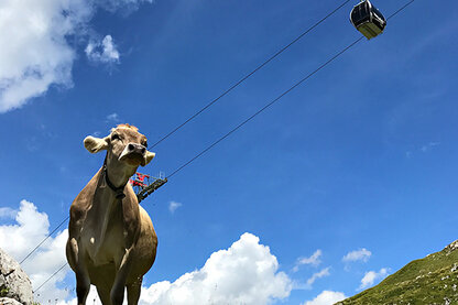 Kuh auf der Alm mit Lift im Hintergrund Kuh auf der Alm mit Lift im Hintergrund