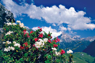 Böühende Sträucher in der Berglandschaft