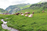 Almlandschaft mit Kühen